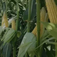 ذرت علوفه
