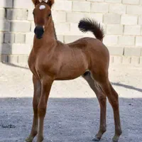 کره نریان|اسب و تجهیزات اسبسواری|سیرجان, |دیوار