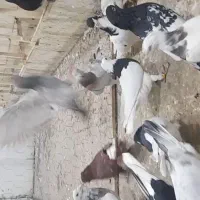 ۲۵تا کبوتر جفت ۵۵۰