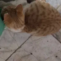 بچه گربه بازیگوش