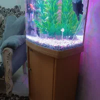 اکواریوم شرکتی