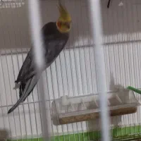 یک جفت عروش هلندی به شرط