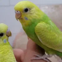 مرغ عشق دستی با سرلاک خارجی بزرگ شده آ 19