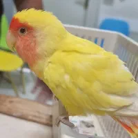 گمشده