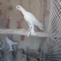 اوجا پاچا لوتی کبوتر|پرنده|تبریز, |دیوار