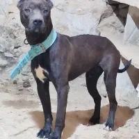 پیتپول وارداتی فروش فوری