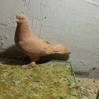 کبوتر زرد خیلی ناز|پرنده|محمدشهر, ولدآباد|دیوار