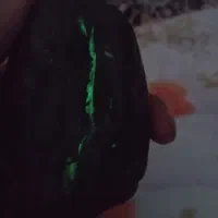 سنگ‌ گوهر ، شب نما .