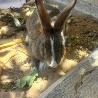 بچه خرگوش