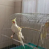 عروس هلندی لوتینو|پرنده|قم, سید معصوم|دیوار