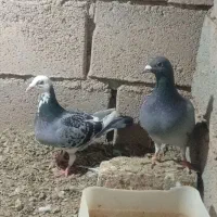 کبوتر