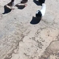 کبوتر