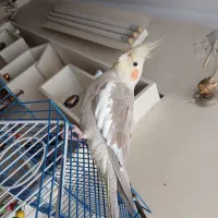 عروس هلندی نر