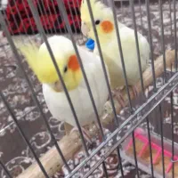 عروس هلندی|پرنده|خزل, |دیوار