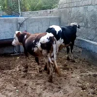 دو گوساله ماده سمینتال درجه یک