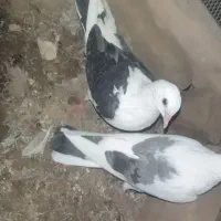 دوکت جوانه|پرنده|سراوان, |دیوار