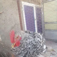 مرغ و خروس|حیوانات مزرعه|قم, بنیاد|دیوار