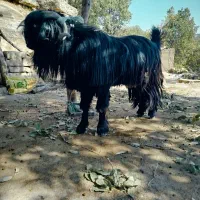 بز وبیگ|حیوانات مزرعه|شوشتر, |دیوار