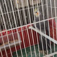 عروس هلندی نر بالغ|پرنده|زابل, |دیوار