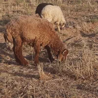 ۱۳ بره ۷ نر و ۶ ماده