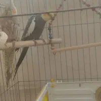 جفت عروس هلندی و جوجه یک ماهه