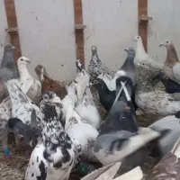 42 تا کبوتر بوم نر و ماده