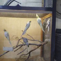 یک جفت ملنگو و هفت عدد عروس هلندی|پرنده|خسروشاه, |دیوار