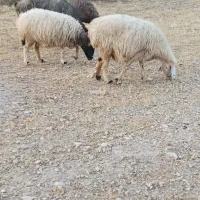 14راس میش داشتی|حیوانات مزرعه|فراشبند, |دیوار