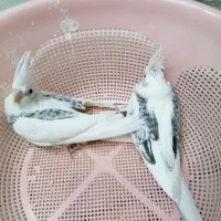 دوکت البینو البینو سرلاکی