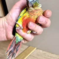 گرینچیک یلوساید|پرنده|تهران, سوهانک|دیوار