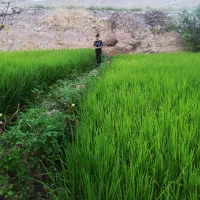 کاه گندم ونخود. خرمنکوبی. امسال