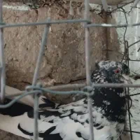 باخت دیروز حومه قیدار