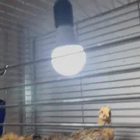 جوجه گلپایگانی