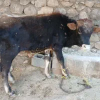 گاو|حیوانات مزرعه|سرفاریاب, |دیوار