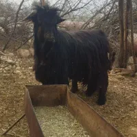 پازن بختیاری جوان23000000|حیوانات مزرعه|دوگنبدان, |دیوار