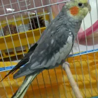 عروس نر نژادلوتینو مرواریدی