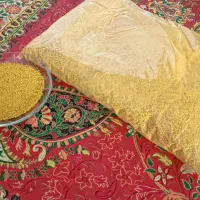 کشک زرد زابلی