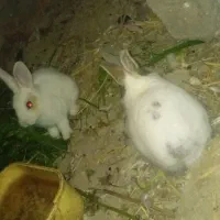 بچه خرگوش