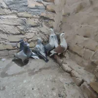 شش‌تاگفترپشتارترک‌داردرجه‌یک‌‌پرشی|پرنده|تربت‌حیدریه, چهارراه خواف|دیوار