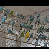 مرغ عشق مولد وجوجه  دونخور.