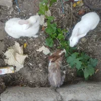 ۵ عدد خرگوش یک جا دانه ای ۲۰۰ به فروش میرسد|موش و خرگوش|پاکدشت, پاکدشت (مامازند)|دیوار