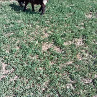 یک راس بره نر ویک راس بزغاله نر|حیوانات مزرعه|چادگان, |دیوار