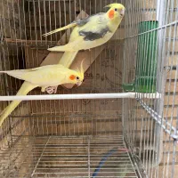 عزوس هلندی مولد دوکت