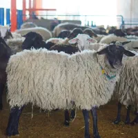 گوسفند زنده دشتی