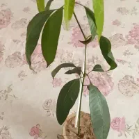 نهال انبه