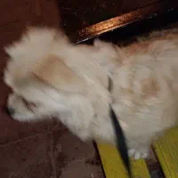 سگ پاکوتاه|سگ|کرج, فاز ۱ مهرشهر|دیوار