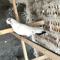 کبوتر جوزی دم سیاه|پرنده|کاشان, مشکات|دیوار