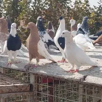 بار کبوتر خشک و تمیز