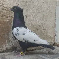 نر و ماده سینه بی عیب