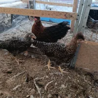 جوجه نوچه مرغ گلپایگانی اصلاح نژاد شده